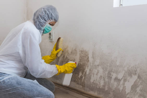 Biohazard Mold Removal in Pine Level, NC