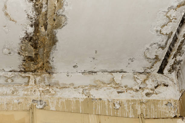 Mold Remediation for Rental Properties in Pine Level, NC