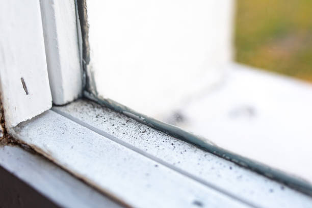 Professional Mold Removal in Pine Level, NC