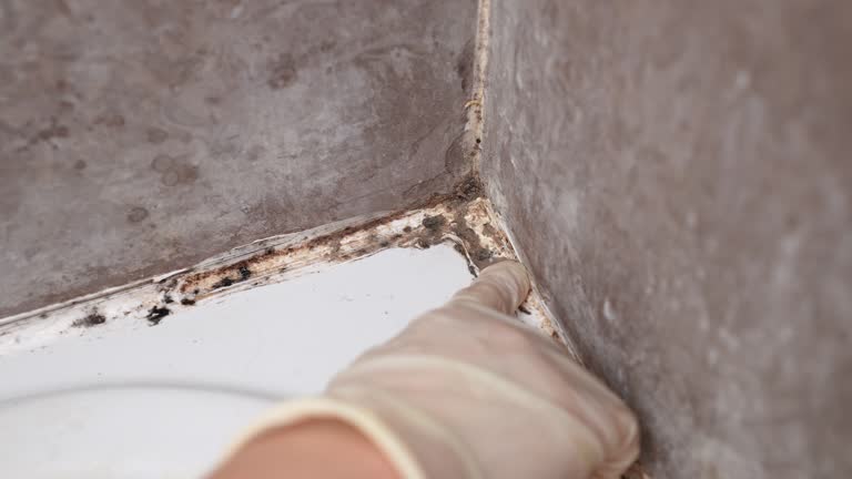 Best Attic Mold Removal  in Pine Level, NC